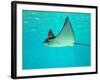 Sting Ray, Sea World, Gold Coast, Queensland, Australia-David Wall-Framed Photographic Print