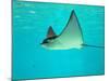 Sting Ray, Sea World, Gold Coast, Queensland, Australia-David Wall-Mounted Photographic Print