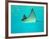 Sting Ray, Sea World, Gold Coast, Queensland, Australia-David Wall-Framed Photographic Print