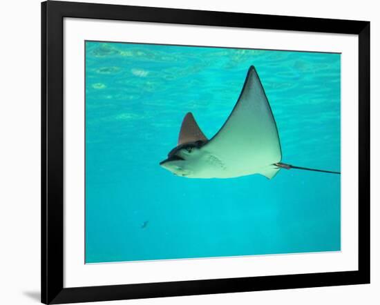 Sting Ray, Sea World, Gold Coast, Queensland, Australia-David Wall-Framed Photographic Print