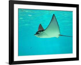 Sting Ray, Sea World, Gold Coast, Queensland, Australia-David Wall-Framed Photographic Print