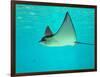 Sting Ray, Sea World, Gold Coast, Queensland, Australia-David Wall-Framed Photographic Print