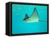 Sting Ray, Sea World, Gold Coast, Queensland, Australia-David Wall-Framed Stretched Canvas