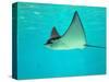 Sting Ray, Sea World, Gold Coast, Queensland, Australia-David Wall-Stretched Canvas