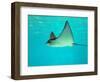 Sting Ray, Sea World, Gold Coast, Queensland, Australia-David Wall-Framed Photographic Print