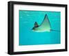 Sting Ray, Sea World, Gold Coast, Queensland, Australia-David Wall-Framed Photographic Print