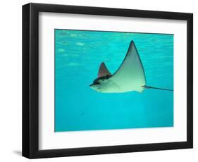 Sting Ray, Sea World, Gold Coast, Queensland, Australia-David Wall-Framed Photographic Print