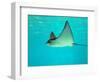 Sting Ray, Sea World, Gold Coast, Queensland, Australia-David Wall-Framed Photographic Print