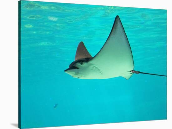 Sting Ray, Sea World, Gold Coast, Queensland, Australia-David Wall-Stretched Canvas