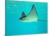 Sting Ray, Sea World, Gold Coast, Queensland, Australia-David Wall-Stretched Canvas