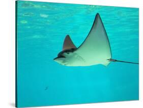 Sting Ray, Sea World, Gold Coast, Queensland, Australia-David Wall-Stretched Canvas