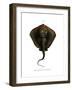 Sting Ray-null-Framed Giclee Print