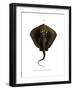 Sting Ray-null-Framed Giclee Print