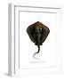 Sting Ray-null-Framed Giclee Print