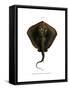 Sting Ray-null-Framed Stretched Canvas