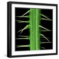 Stinging Hair of Nettle-null-Framed Photographic Print