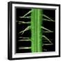 Stinging Hair of Nettle-null-Framed Photographic Print