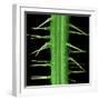 Stinging Hair of Nettle-null-Framed Photographic Print