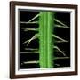 Stinging Hair of Nettle-null-Framed Photographic Print