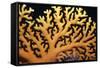 Stinging Hydroid Coral Dangerous-null-Framed Stretched Canvas