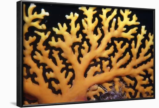 Stinging Hydroid Coral Dangerous-null-Framed Photographic Print