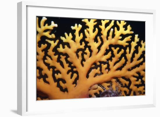 Stinging Hydroid Coral Dangerous-null-Framed Photographic Print