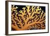 Stinging Hydroid Coral Dangerous-null-Framed Photographic Print
