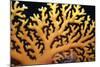 Stinging Hydroid Coral Dangerous-null-Mounted Photographic Print