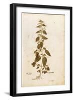 Stinging Nettle - Urtica Dioica (Urtica Maior) by Leonhart Fuchs from De Historia Stirpium Commenta-null-Framed Giclee Print