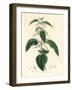 Stinging Nettle, Urtica Dioica-James Sowerby-Framed Giclee Print