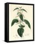 Stinging Nettle, Urtica Dioica-James Sowerby-Framed Stretched Canvas
