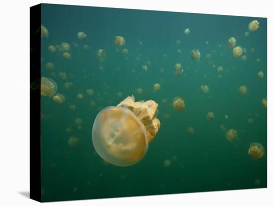 Stingless Jellyfish, Palau-Ian Shive-Stretched Canvas