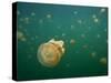 Stingless Jellyfish, Palau-Ian Shive-Stretched Canvas