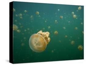 Stingless Jellyfish, Palau-Ian Shive-Stretched Canvas