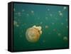Stingless Jellyfish, Palau-Ian Shive-Framed Stretched Canvas