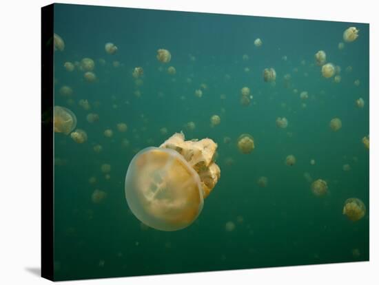 Stingless Jellyfish, Palau-Ian Shive-Stretched Canvas