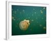 Stingless Jellyfish, Palau-Ian Shive-Framed Photographic Print