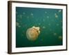 Stingless Jellyfish, Palau-Ian Shive-Framed Photographic Print