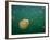 Stingless Jellyfish, Palau-Ian Shive-Framed Photographic Print