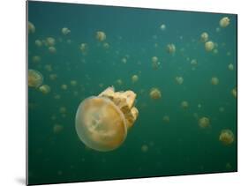 Stingless Jellyfish, Palau-Ian Shive-Mounted Photographic Print