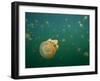 Stingless Jellyfish, Palau-Ian Shive-Framed Photographic Print