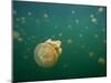 Stingless Jellyfish, Palau-Ian Shive-Mounted Photographic Print