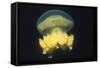 Stingless Jellyfish-Hal Beral-Framed Stretched Canvas