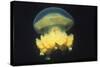 Stingless Jellyfish-Hal Beral-Stretched Canvas