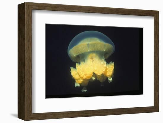 Stingless Jellyfish-Hal Beral-Framed Photographic Print