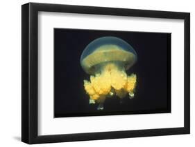 Stingless Jellyfish-Hal Beral-Framed Photographic Print