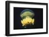 Stingless Jellyfish-Hal Beral-Framed Photographic Print