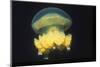 Stingless Jellyfish-Hal Beral-Mounted Photographic Print