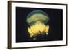 Stingless Jellyfish-Hal Beral-Framed Photographic Print