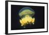 Stingless Jellyfish-Hal Beral-Framed Photographic Print